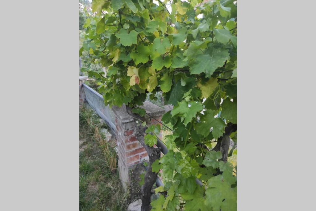 Villa Carlina, La Spezia - CITRA 011015-LT-1809 *